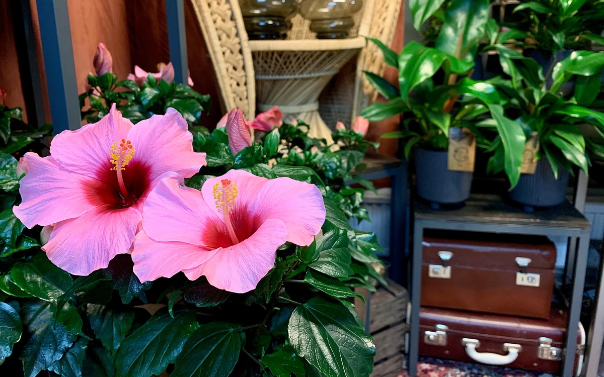 Blomma på Buketten i Oskarshamn