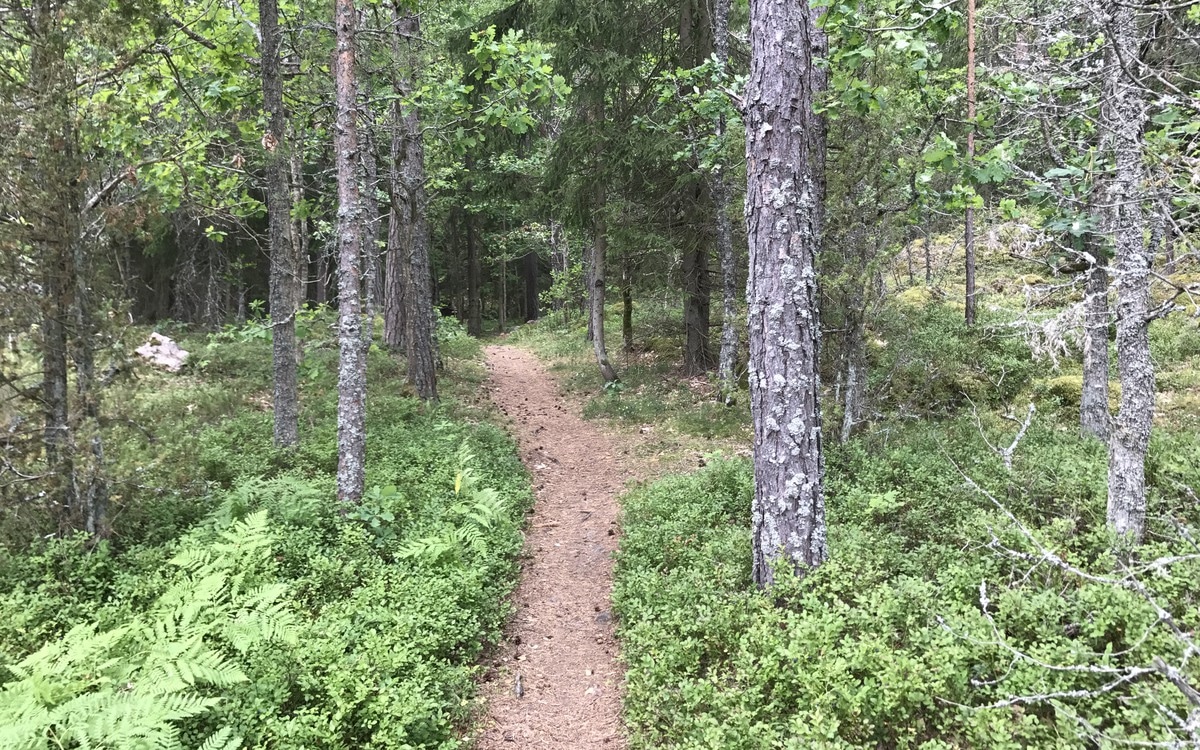 Mountainbikeleder i Oskarshamn