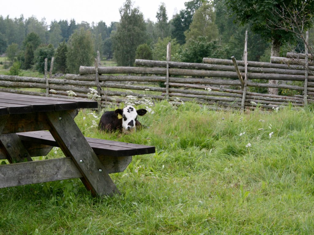 Gärdesgårdar och en ko som ligger i grönt gräs på Krokshultsbygdens vandringsled.
