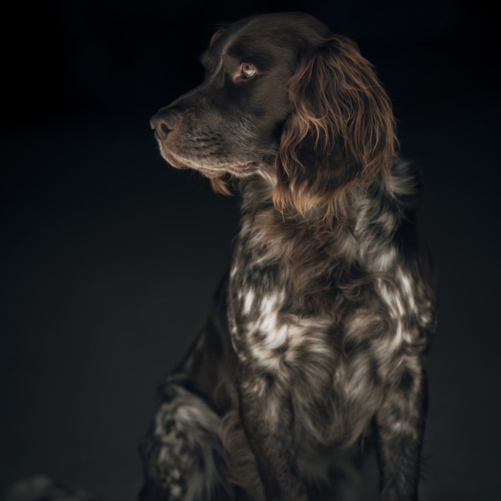Hund i Oskarshamn