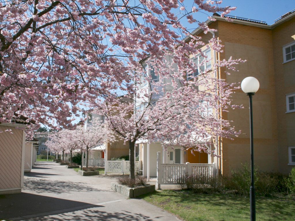 Lägenheter bakom ett blommande körsbärsträd i Oskarshamn