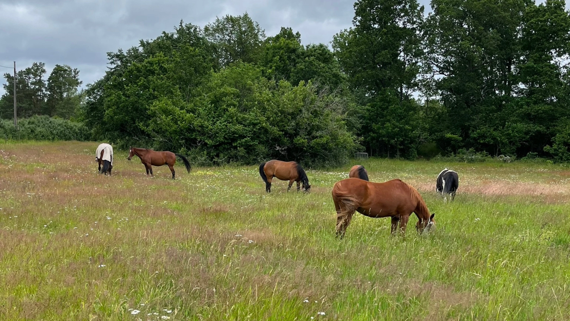Horse Adventure. Hästar i flock på sommarbete.